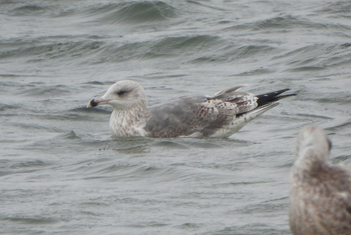 ヨーロッパセグロカモメ - ML645149671