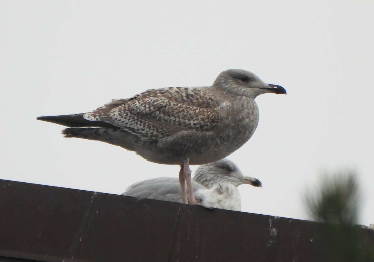 ヨーロッパセグロカモメ - ML645149672