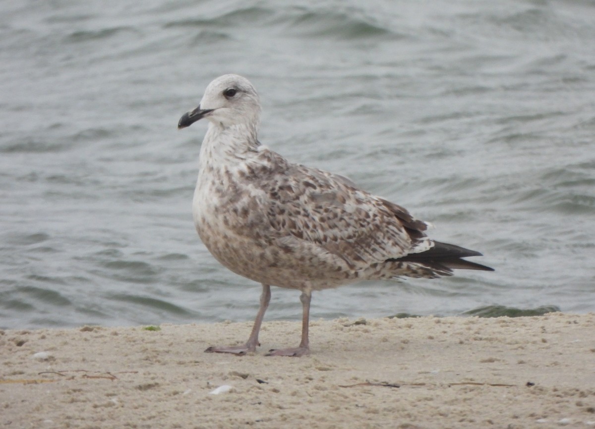 ヨーロッパセグロカモメ - ML645149673