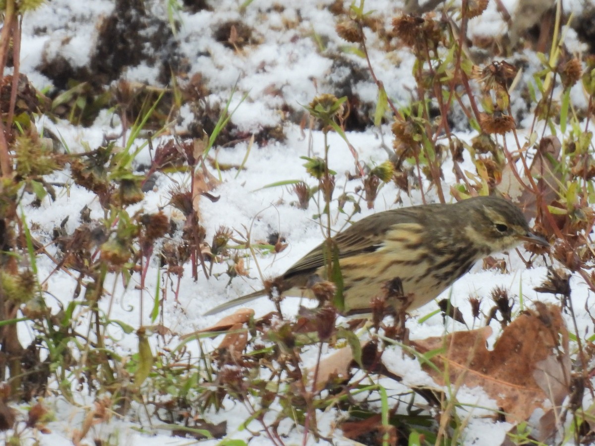 アメリカタヒバリ - ML645149674