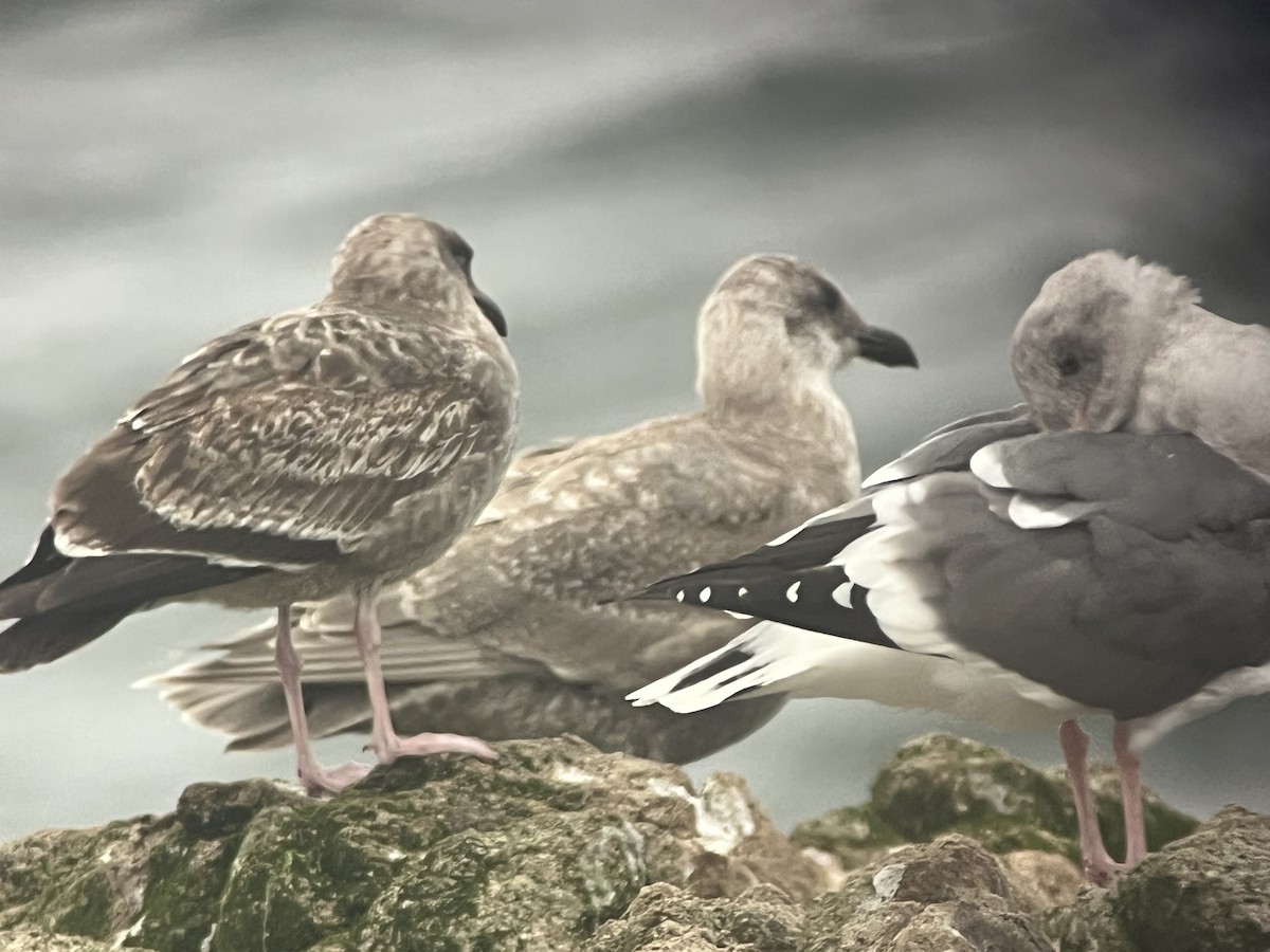 ワシカモメ - ML645149675