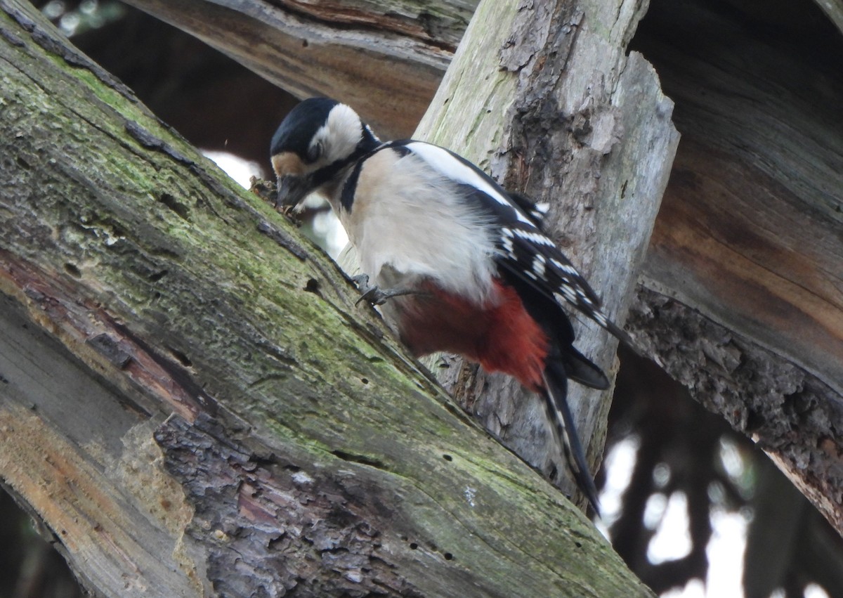 アカゲラ - ML645149678