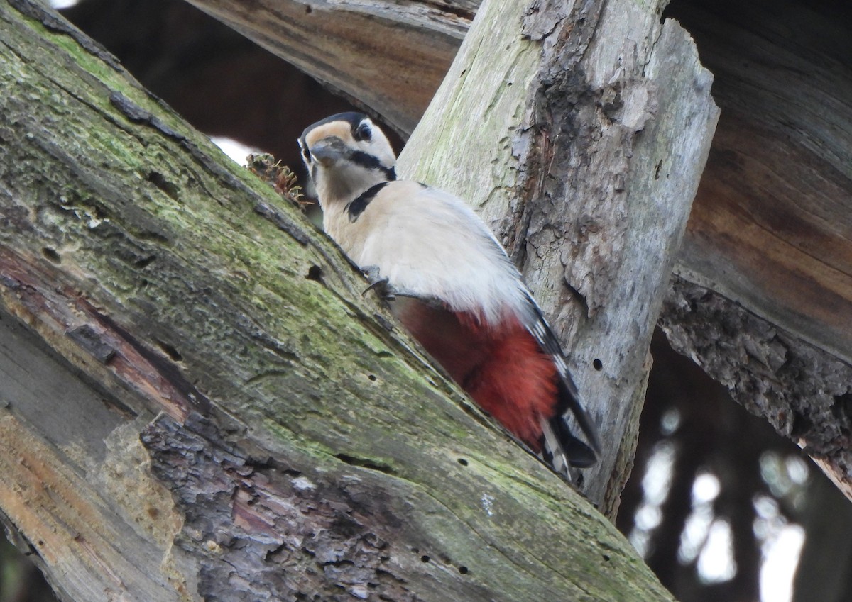 アカゲラ - ML645149679