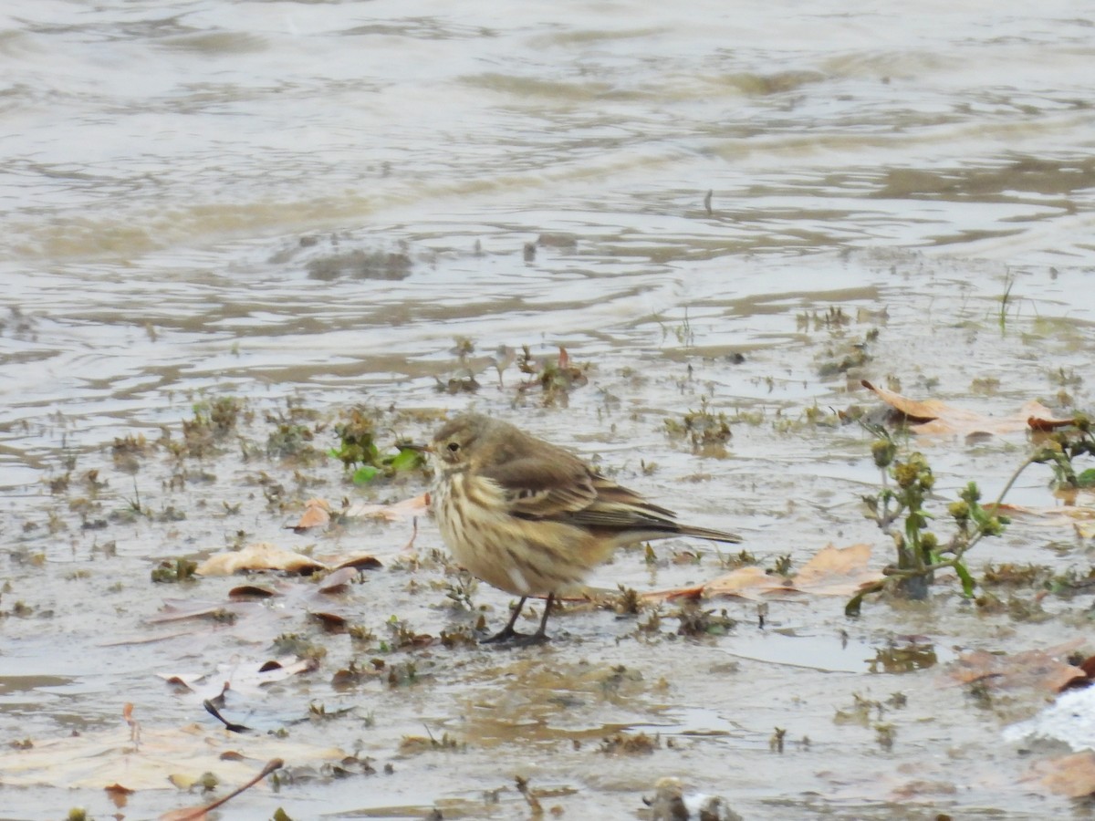 アメリカタヒバリ - ML645149680