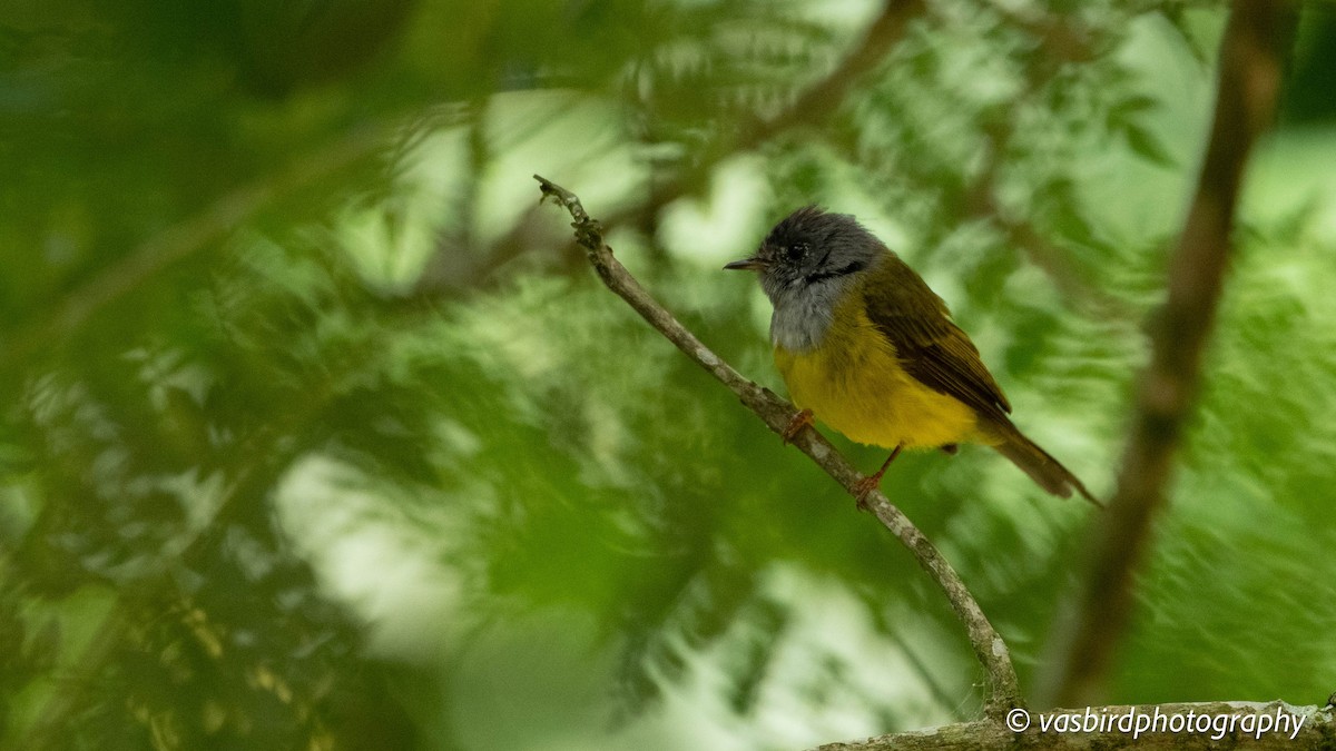 ハイガシラヒタキ - ML645149681