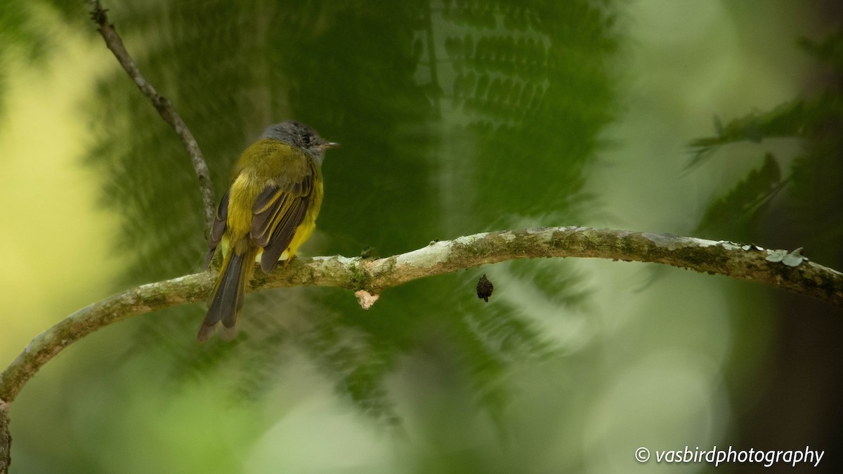 ハイガシラヒタキ - ML645149682