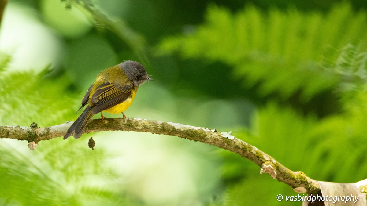 ハイガシラヒタキ - ML645149683