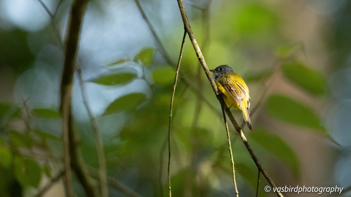 ハイガシラヒタキ - ML645149684