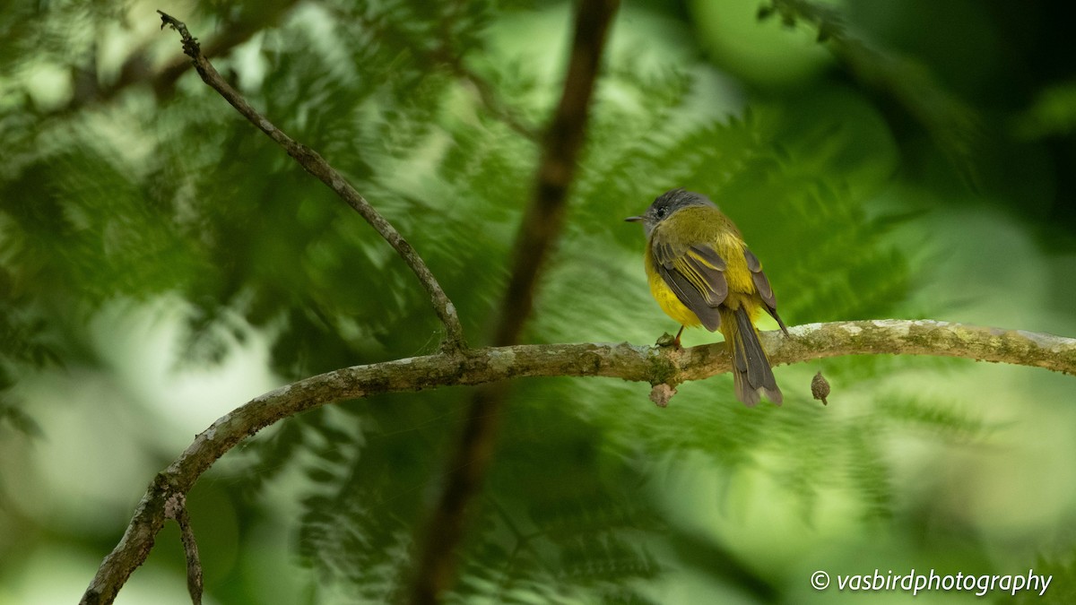 ハイガシラヒタキ - ML645149685