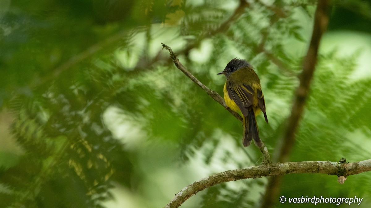 ハイガシラヒタキ - ML645149686