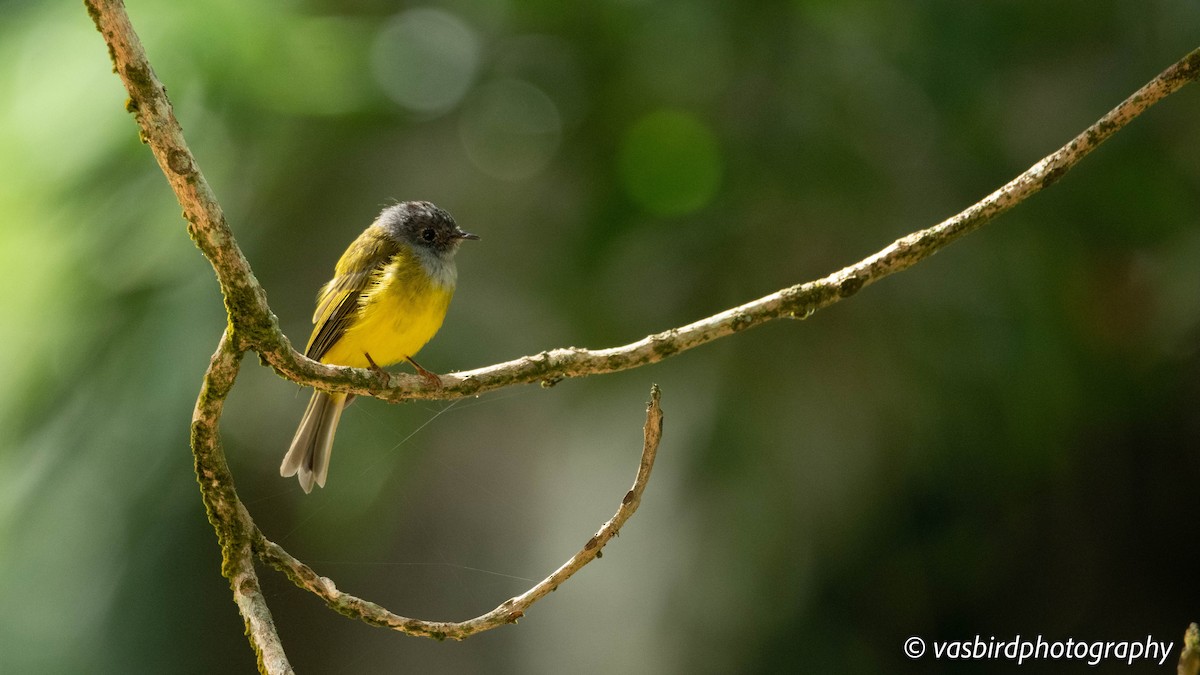 ハイガシラヒタキ - ML645149687