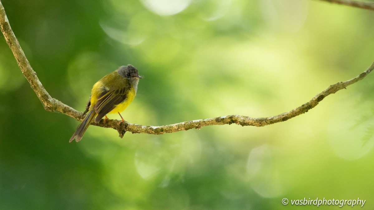 ハイガシラヒタキ - ML645149688