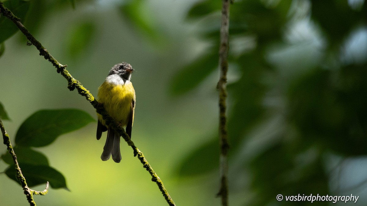 ハイガシラヒタキ - ML645149689