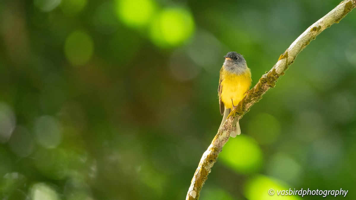 ハイガシラヒタキ - ML645149690