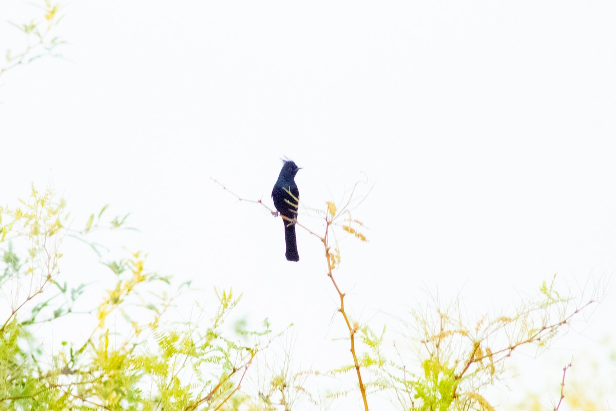 レンジャクモドキ - ML645149691