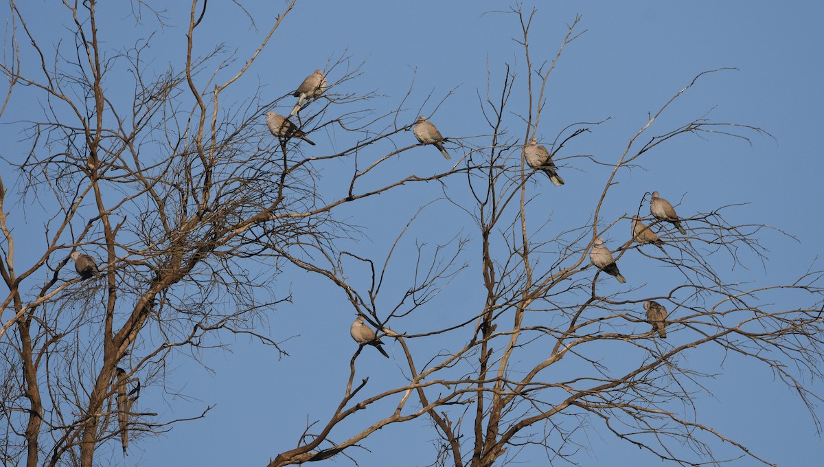 シラコバト - ML645149692