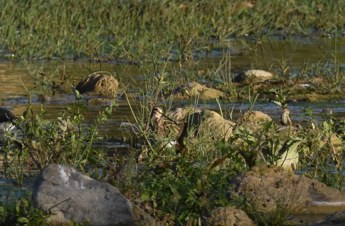 タシギ - ML645149693