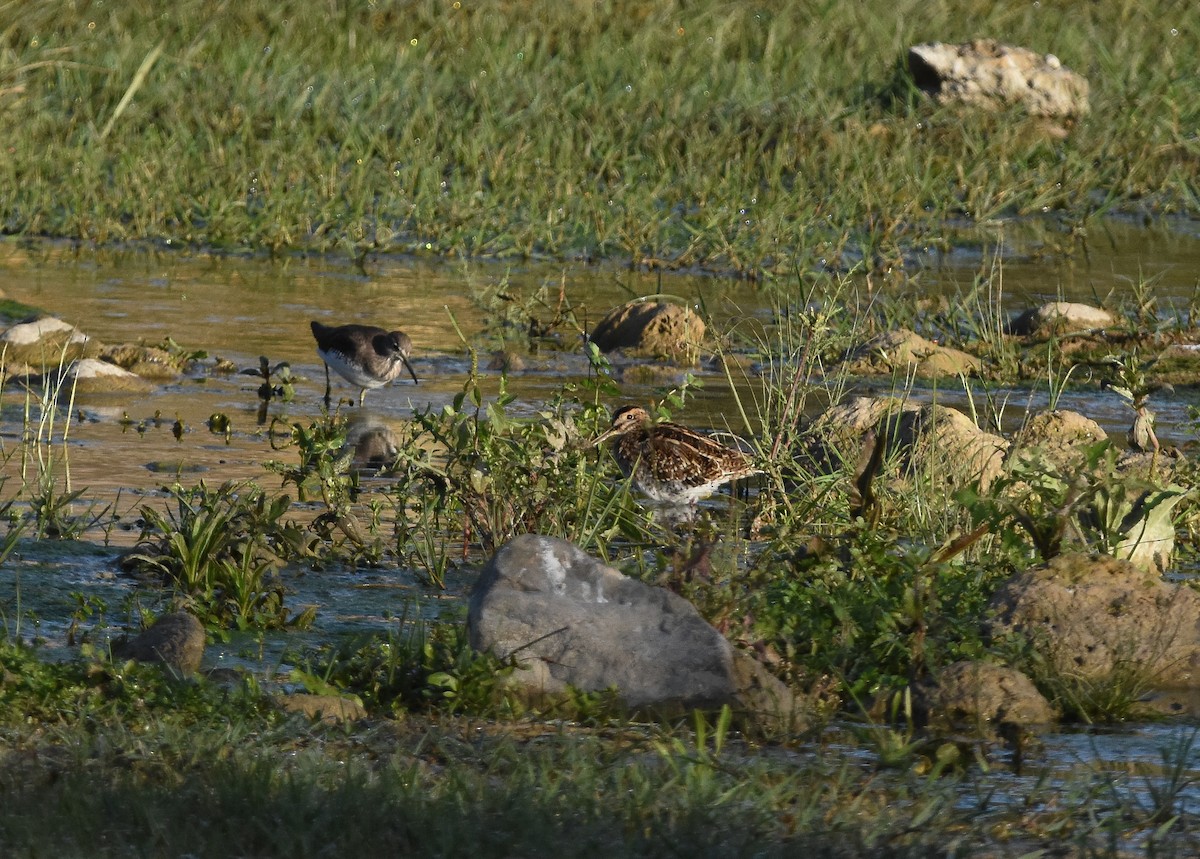 タシギ - ML645149694