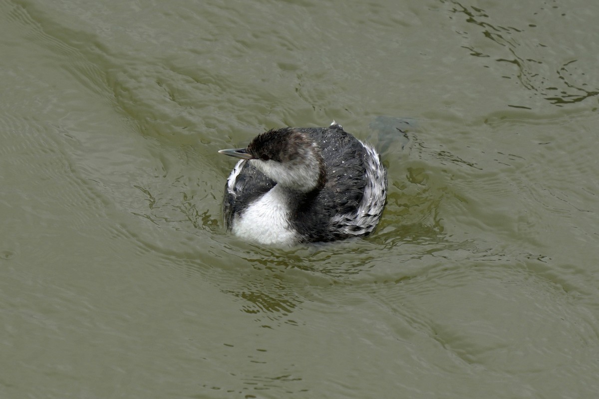 ミミカイツブリ - ML645149720