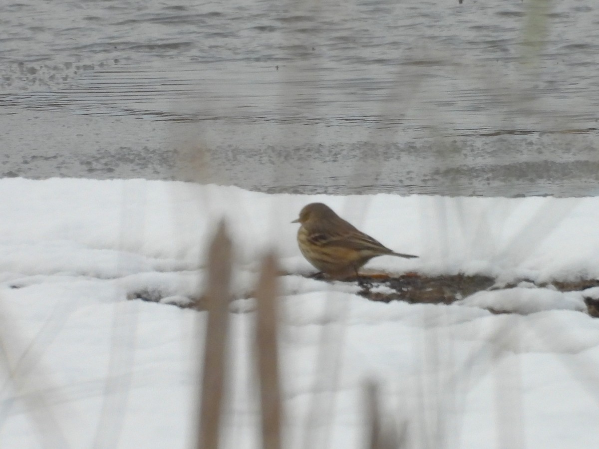 linduška tundrová - ML645149721