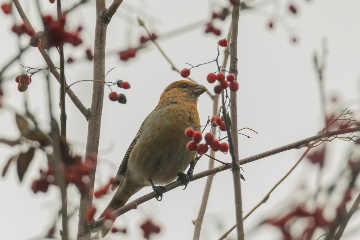 Tayga Çütresi - ML645149729