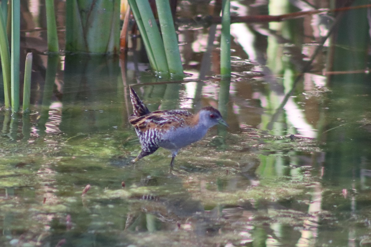 Baillon's Crake - ML645149733