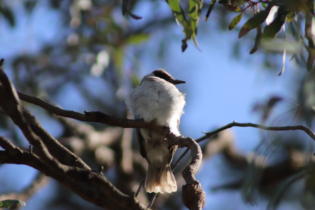 Little Friarbird - ML645149746