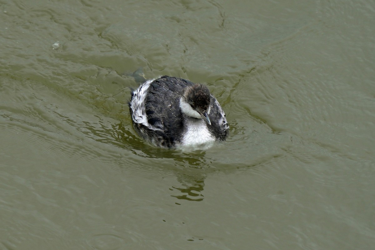 ミミカイツブリ - ML645149748