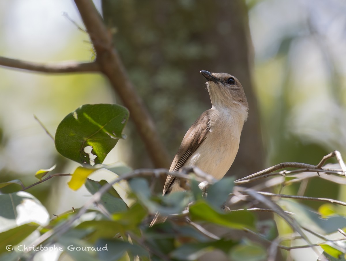 Gray Whistler (Brown) - ML645149762