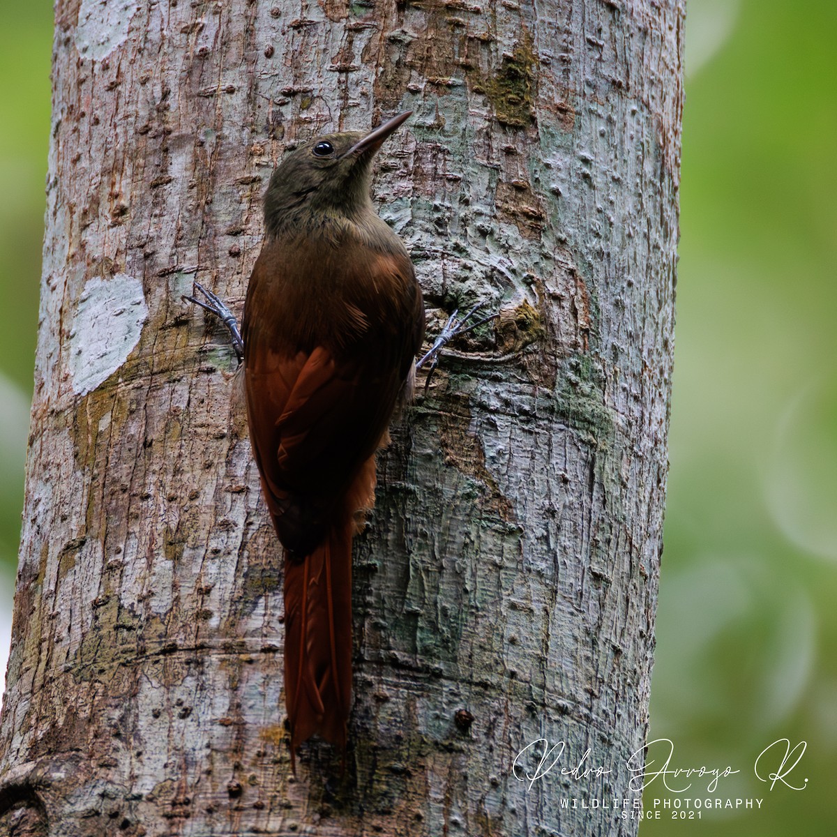 Olivaceous Woodcreeper - ML645149768