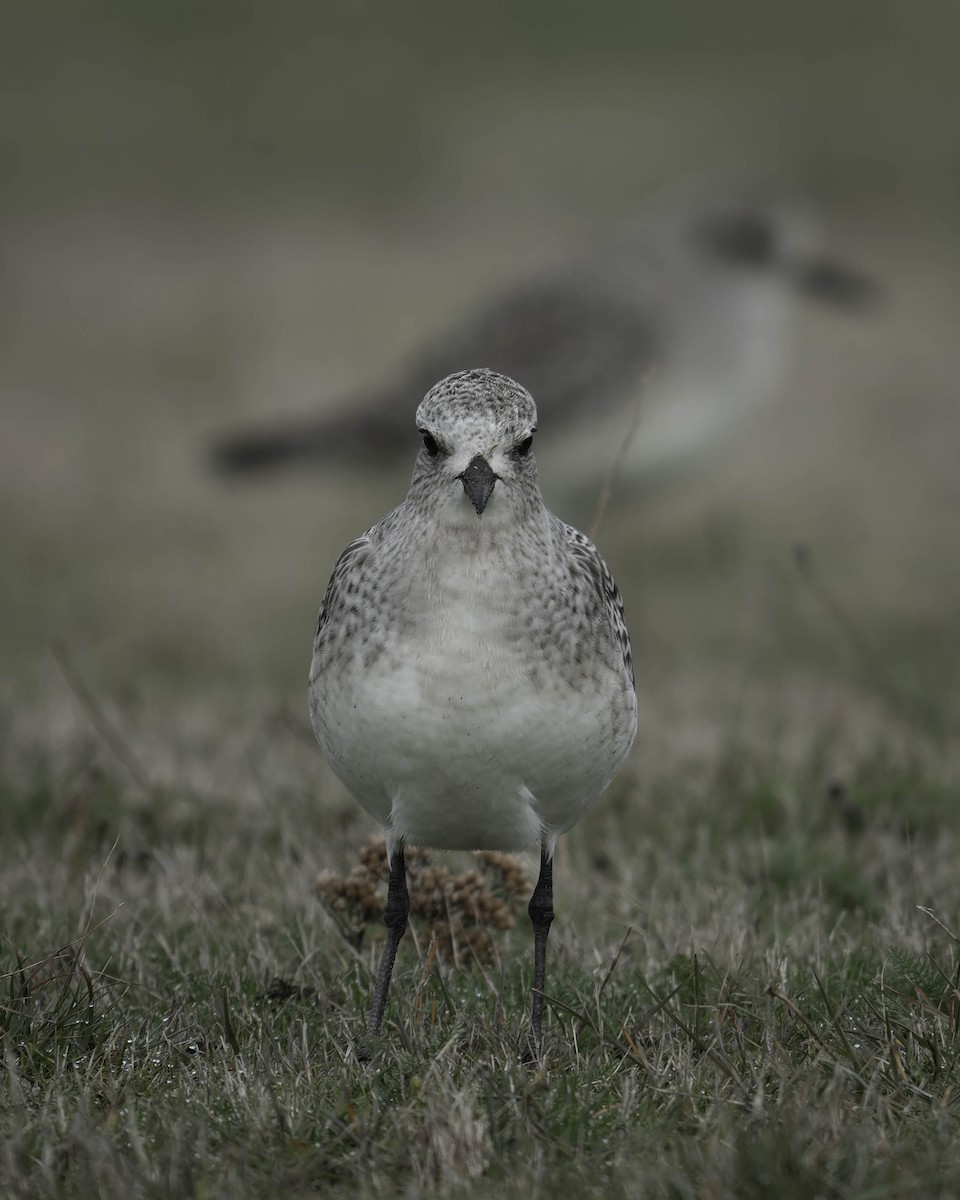 Chorlito Gris - ML645149770