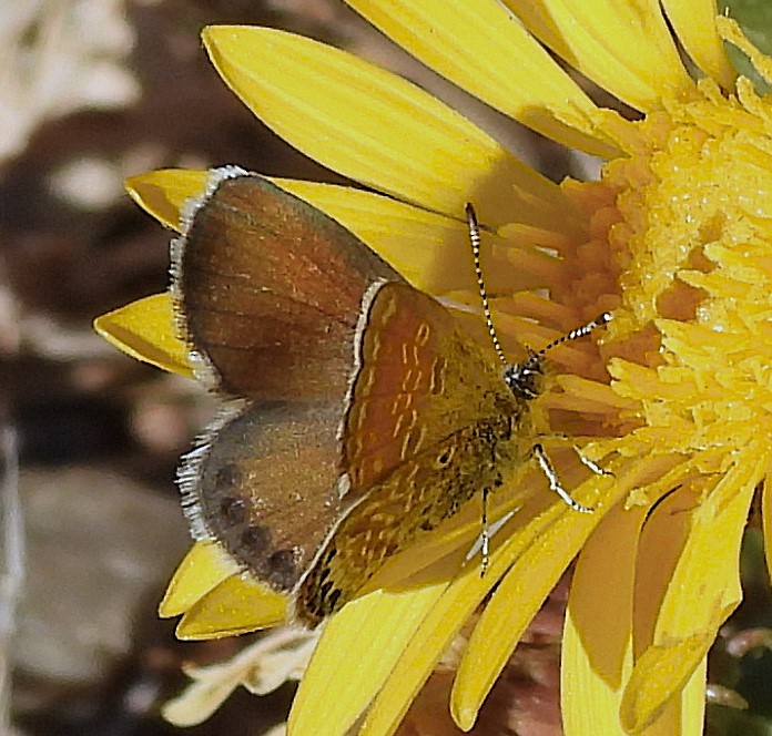 Western Pygmy-Blue - ML645149827