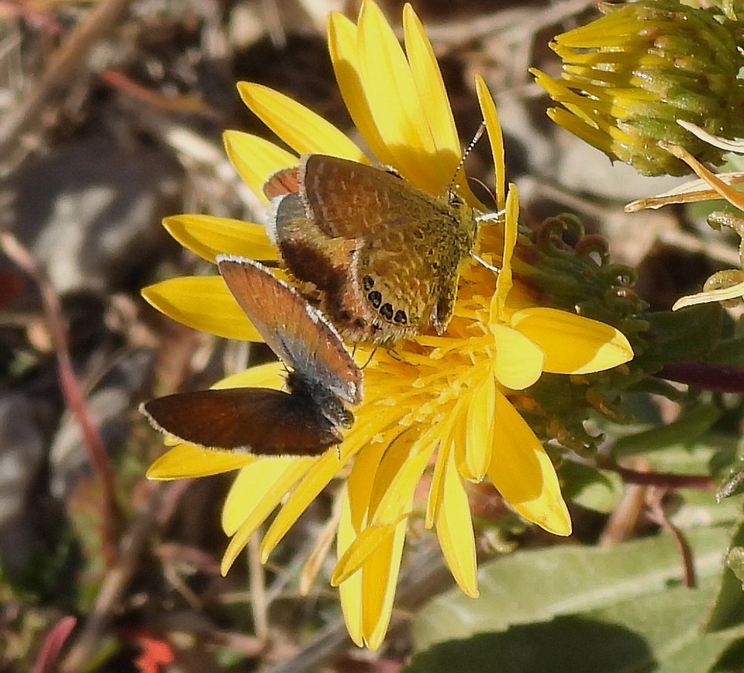 Western Pygmy-Blue - ML645149836