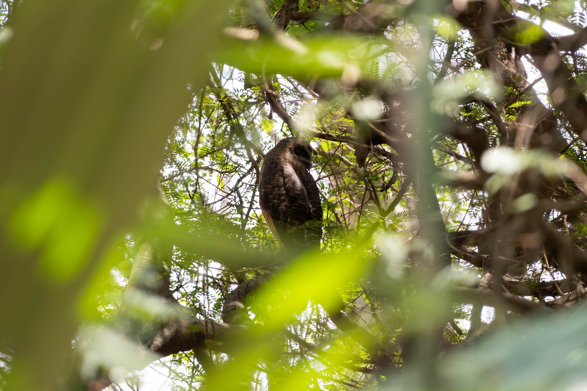 Рыжая иглоногая сова - ML645149854