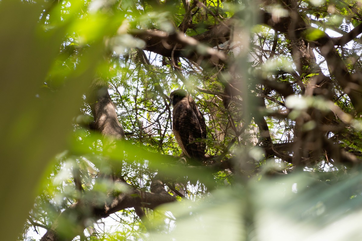 Рыжая иглоногая сова - ML645149855