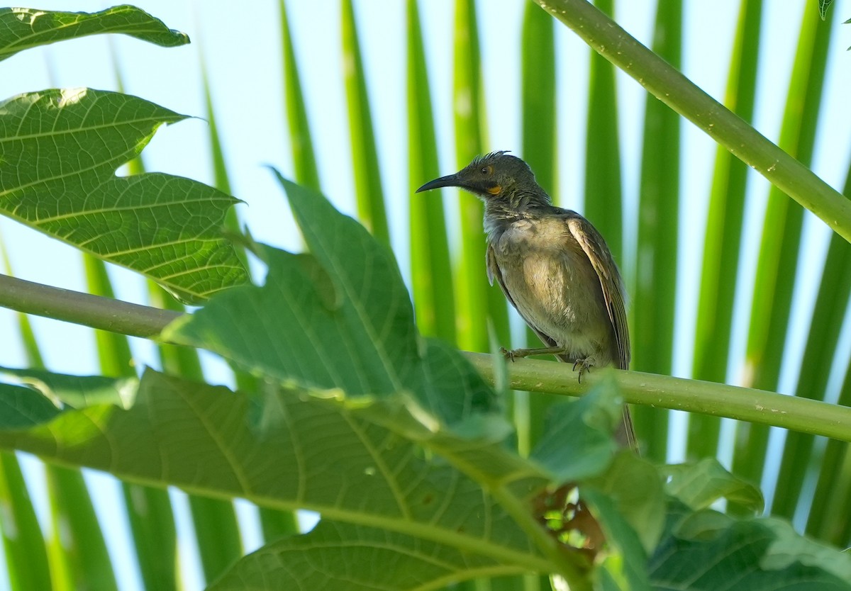Mielero Carunculado de Viti Levu - ML645149861
