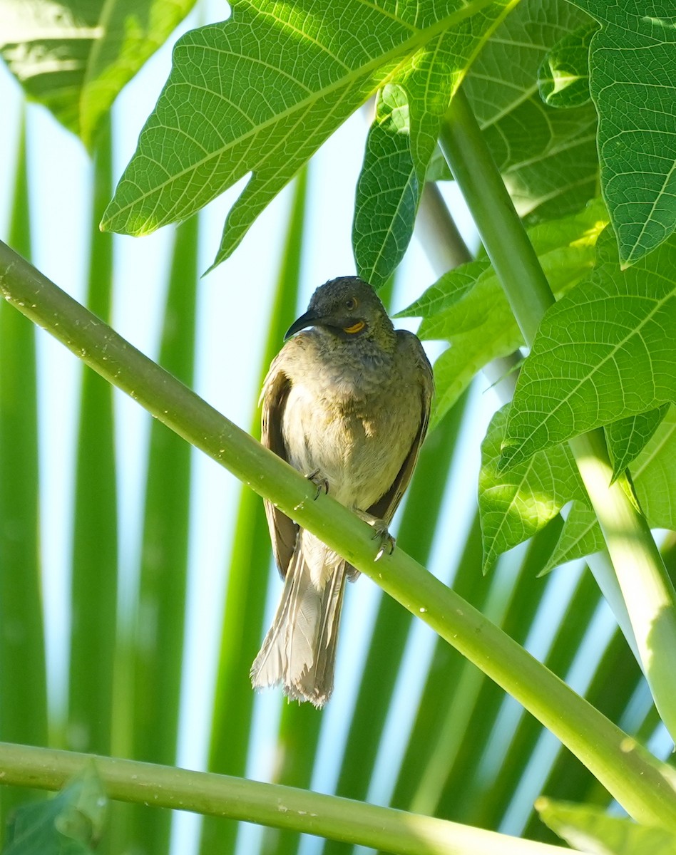 Mielero Carunculado de Viti Levu - ML645149862