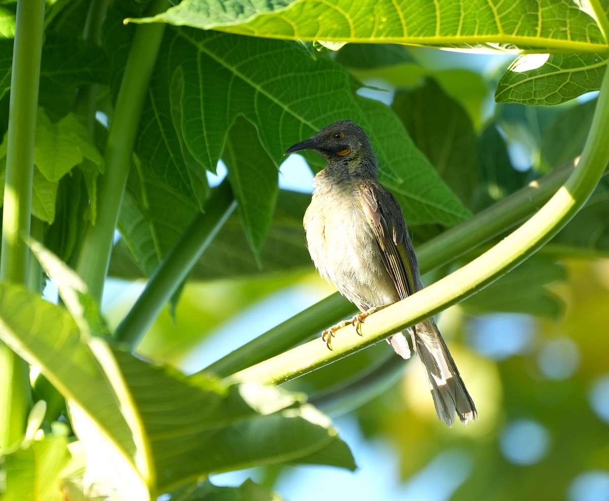 Mielero Carunculado de Viti Levu - ML645149863