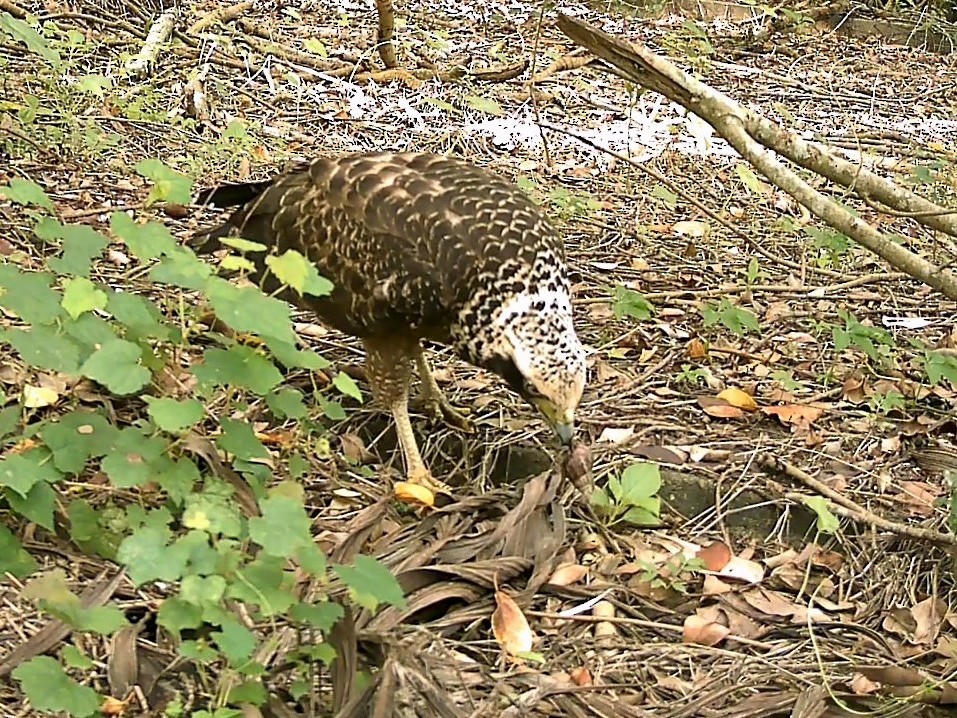 Хохлатый змееяд - ML645149864