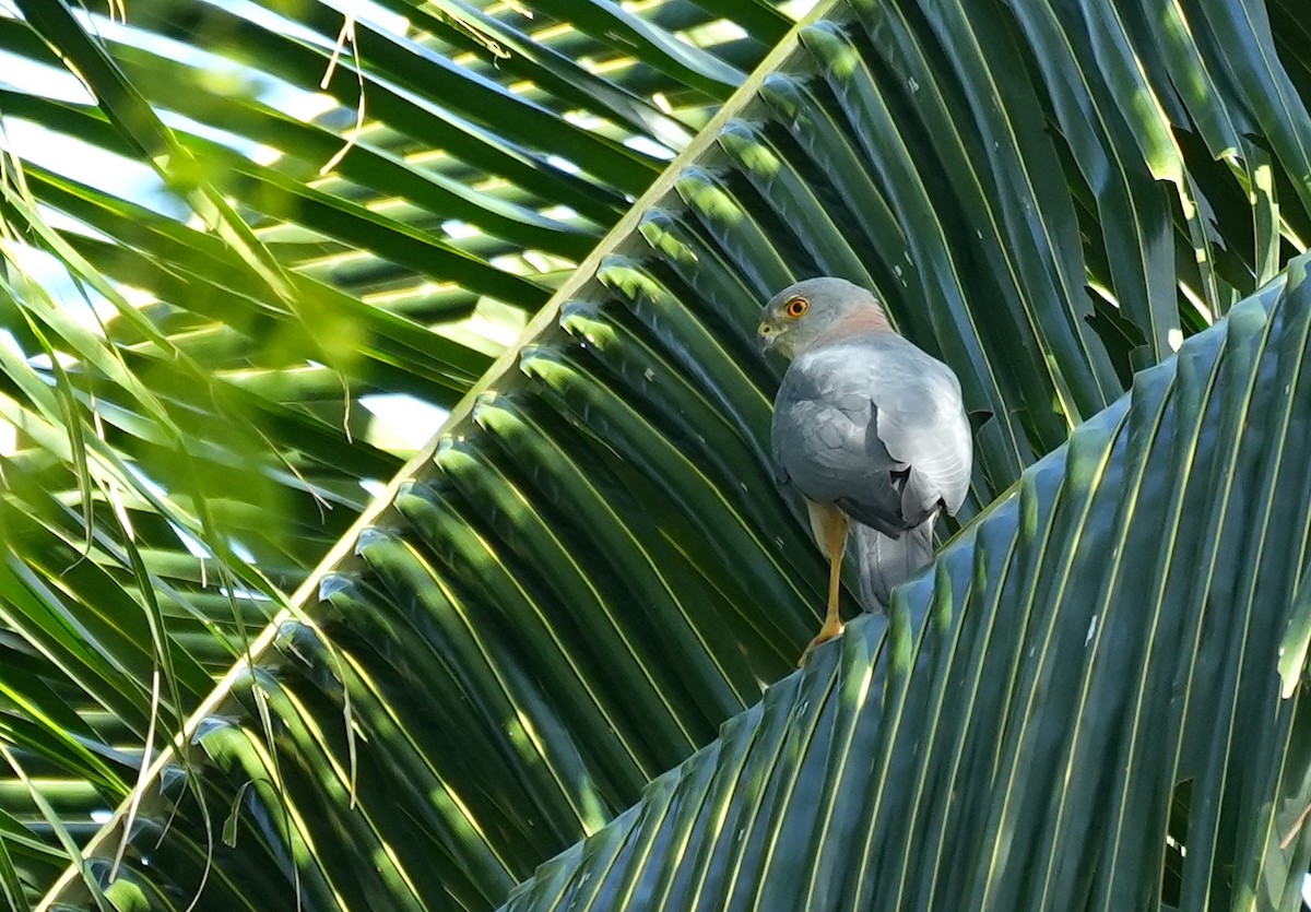Fiji Goshawk - ML645149872