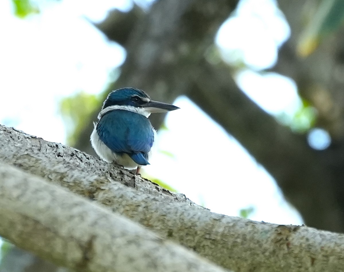 Martin-chasseur du Pacifique - ML645149873