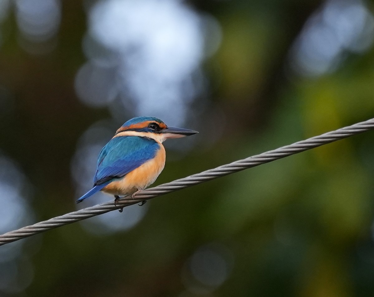 Martin-chasseur du Pacifique - ML645149874