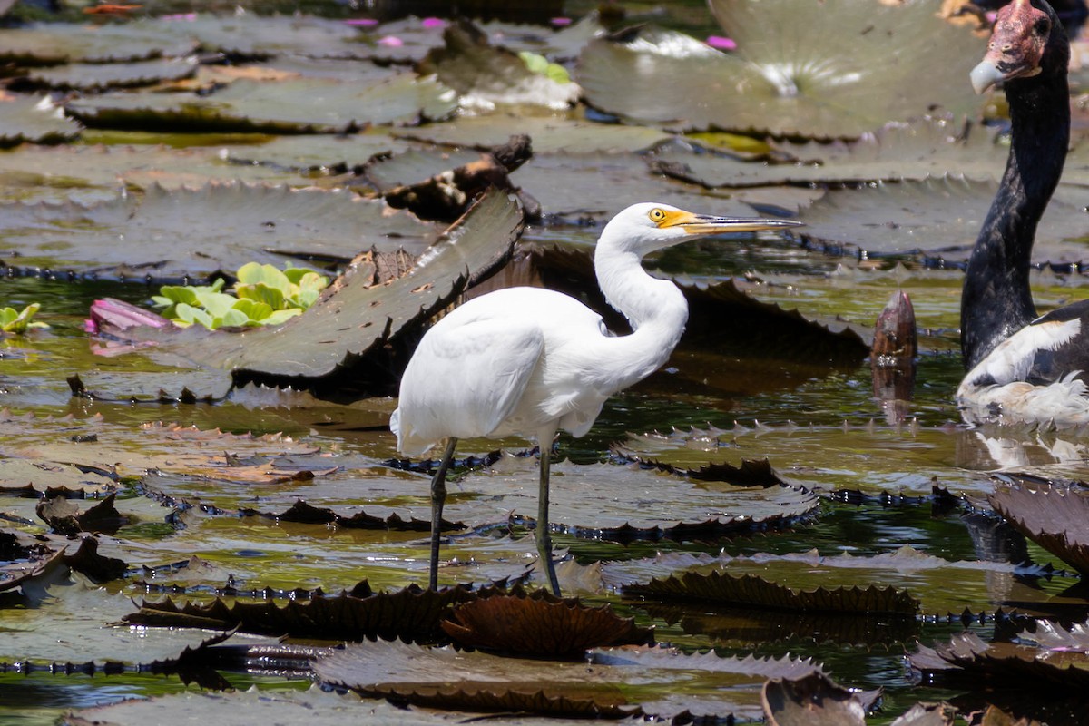 Little Egret (Australasian) - ML645149894