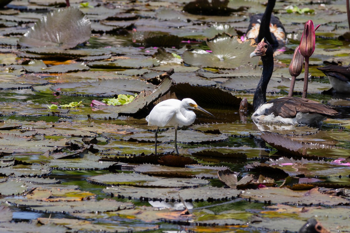 Little Egret (Australasian) - ML645149895