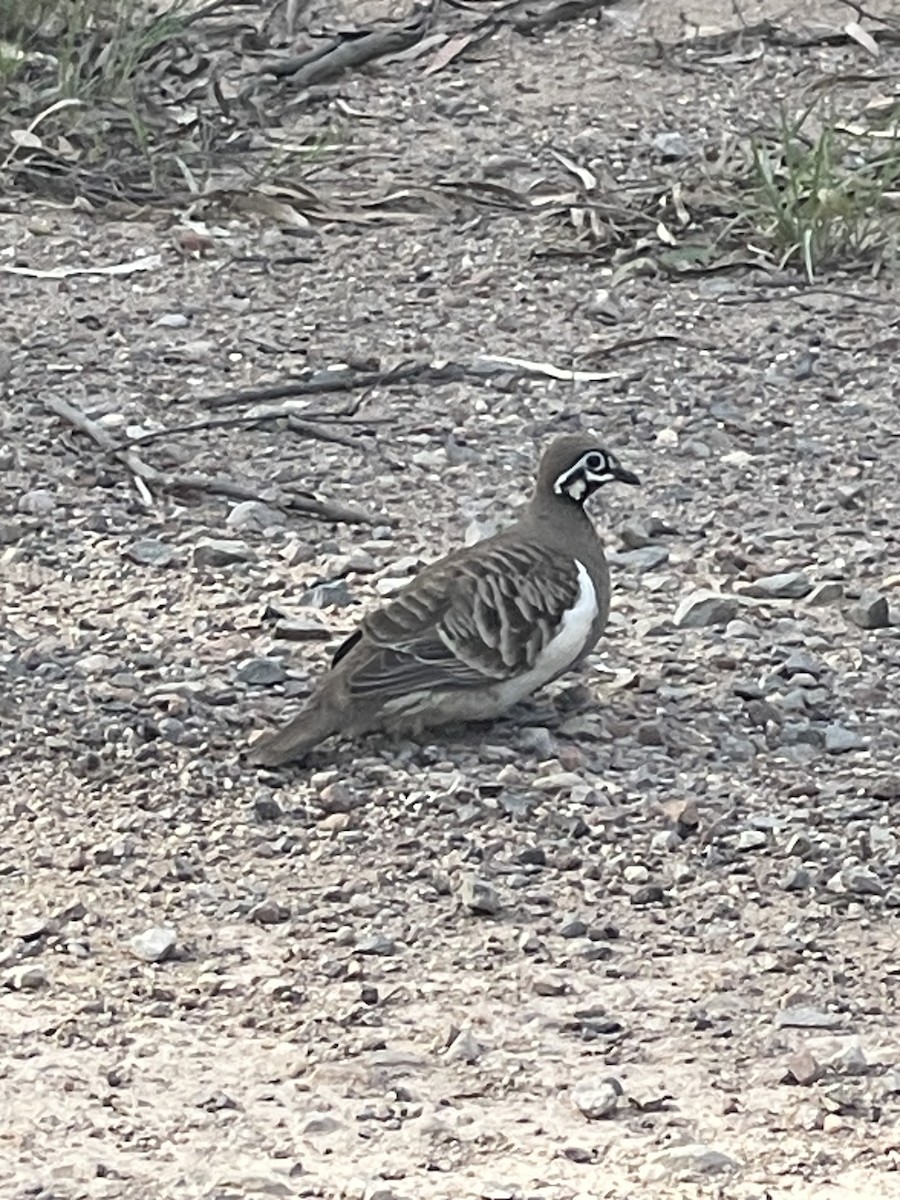 Squatter Pigeon - ML645149905