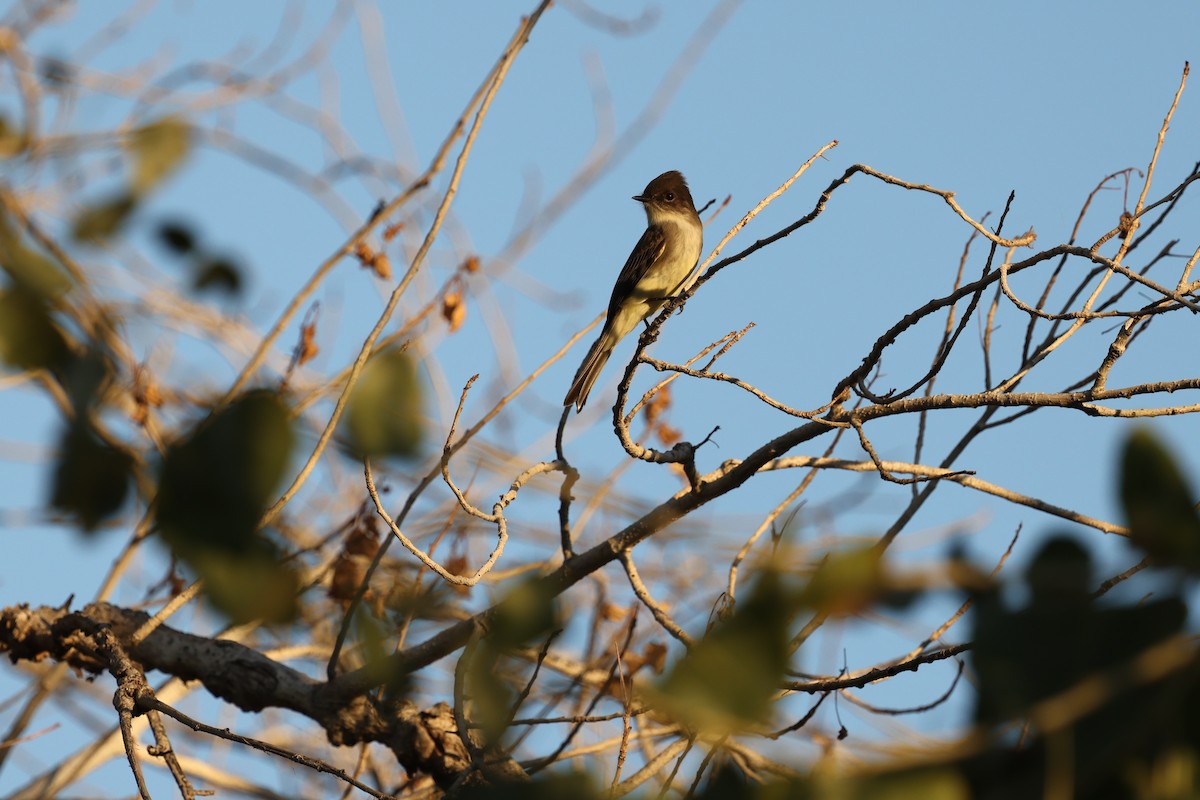 Eastern Phoebe - ML645149906