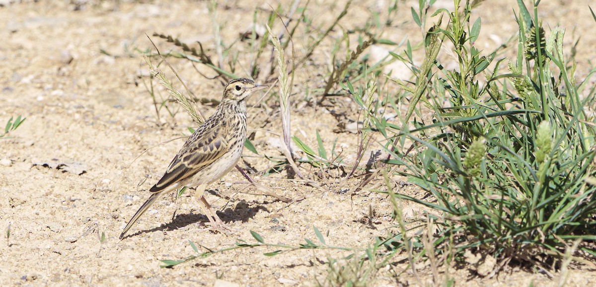 Australian Pipit - ML645149908