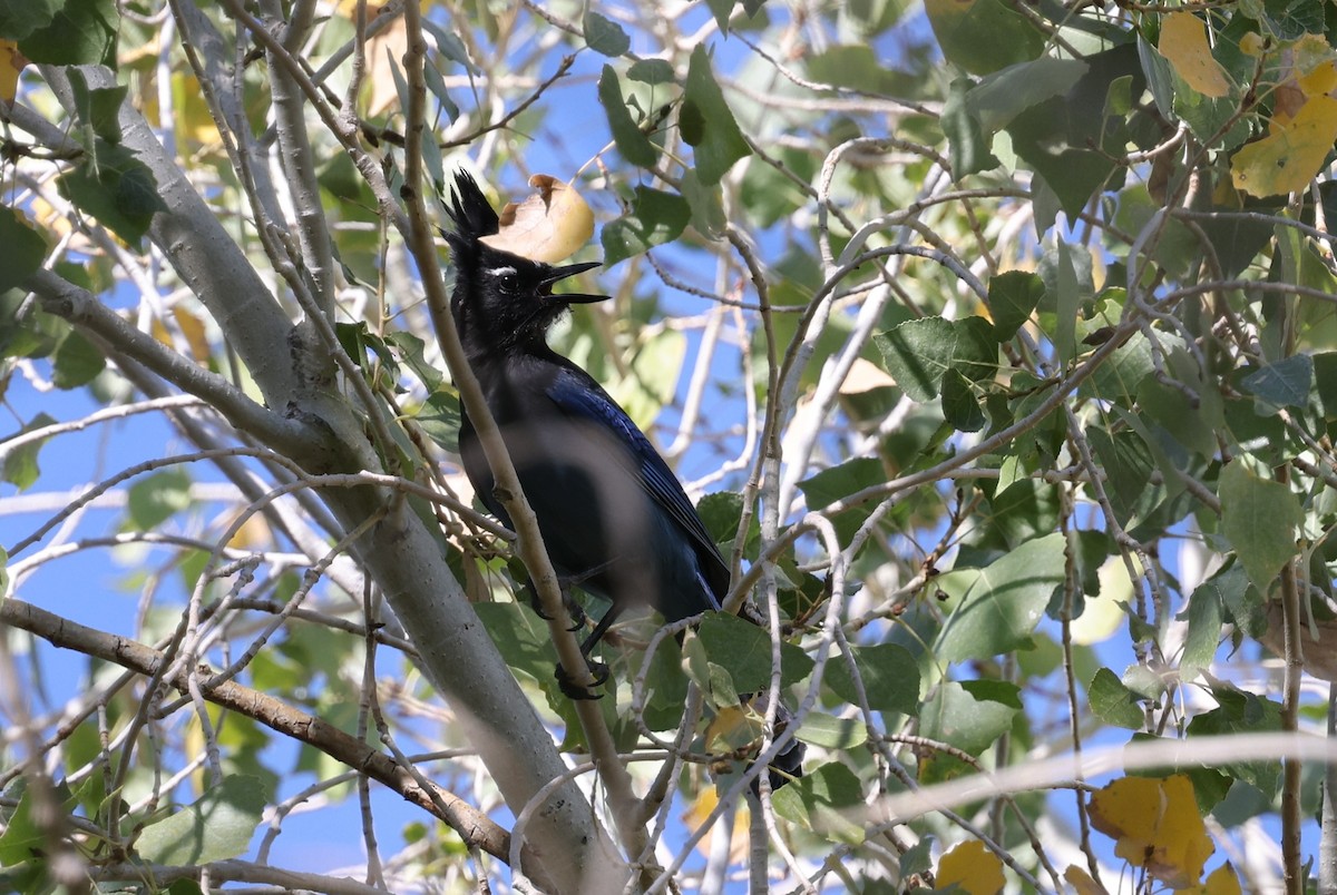 Steller's Jay (Southwest Interior) - ML645149937