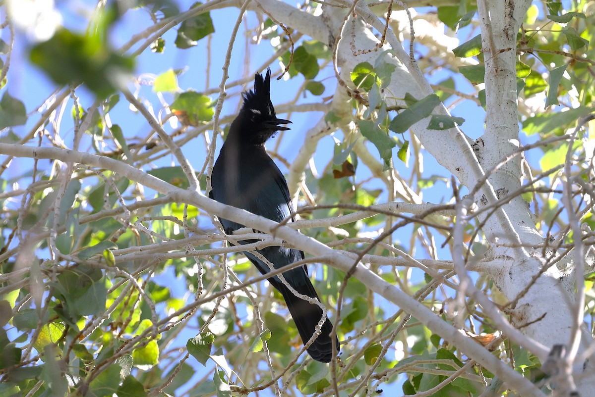 Steller's Jay (Southwest Interior) - ML645149938
