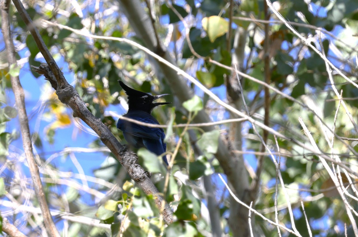 Steller's Jay (Southwest Interior) - ML645149939